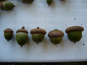 noix,5 glands chne rouge (quercus rubra) 5 arbres variation gntique